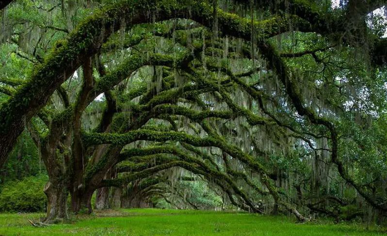 Giải mã giấc ngủ mơ thấy cây cổ thụ