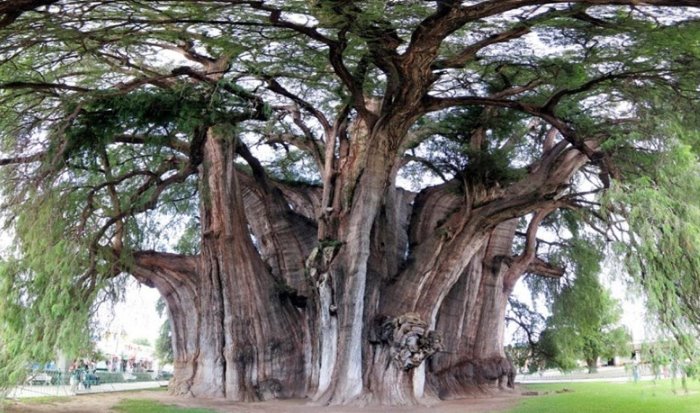 Giải mã ý nghĩa giấc mơ thấy cây cổ thụ