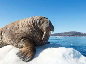 Giải mã ý nghĩa giấc mơ thấy con hải mã