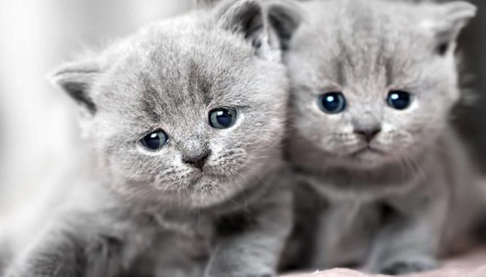 Chiêm bao thấy ăn thịt mèo ở đám cưới