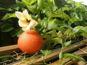 Giải mã ý nghĩa giấc mơ thấy quả gấc