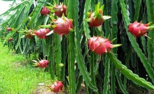 Giải mã ý nghĩa giấc mơ thấy quả thanh long