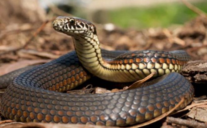 Mơ thấy rắn vàng bò vào nhà