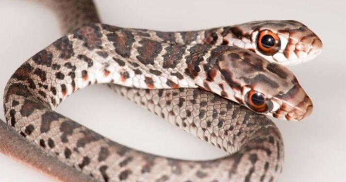 Chiêm bao thấy rắn hai đầu đánh nhau