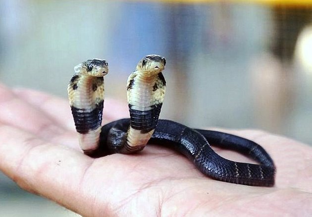 Giải mã ý nghĩa giấc mơ thấy rắn hai đầu