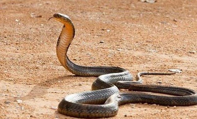 Giải mã ý nghĩa giấc mơ thấy rắn bò vào nhà